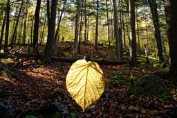 _DSC9891-NEF_DxO_DeepPRIME_DxO