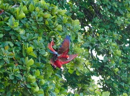 Parque Nacional Corcovado-4, Ara rouge