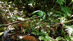 Rio Celeste-12