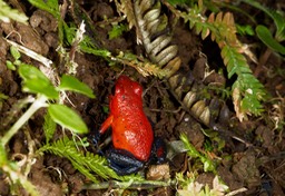 Tenorio Rio Celeste-2, Oophaga pumilio